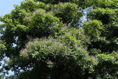 Vitex altissima, photograph (c) Dinesh Valke, some rights reserved (CC BY-SA)