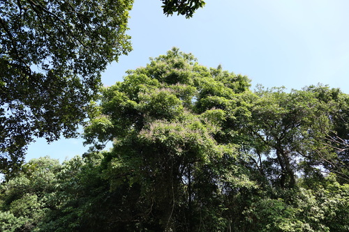 Vitex altissima, photograph 4