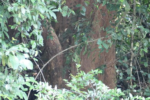 Vitex altissima, photograph 6