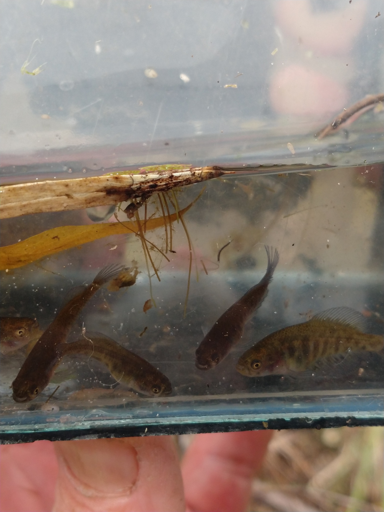 Austrolebias elongatus