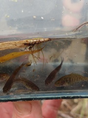 Austrolebias elongatus
