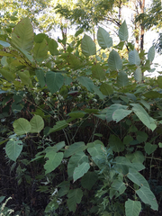 Reynoutria × bohemica