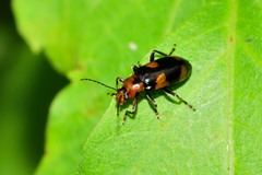 Malacorhinus dilaticornis