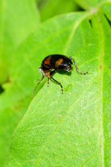 Malacorhinus dilaticornis