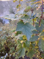 Ribes petraeum caucasicum