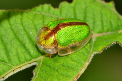 Physonota nitidicollis