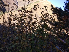 Ribes petraeum caucasicum