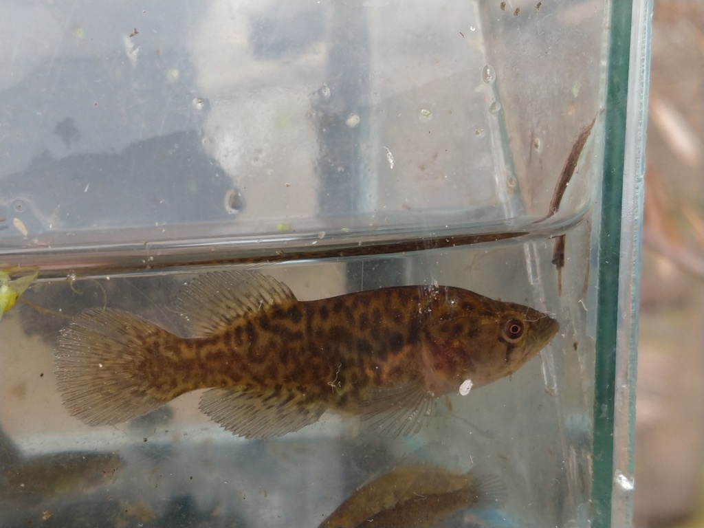 Elongate pearlfish (Austrolebias elongatus) — Rivulidae