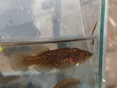 Austrolebias elongatus