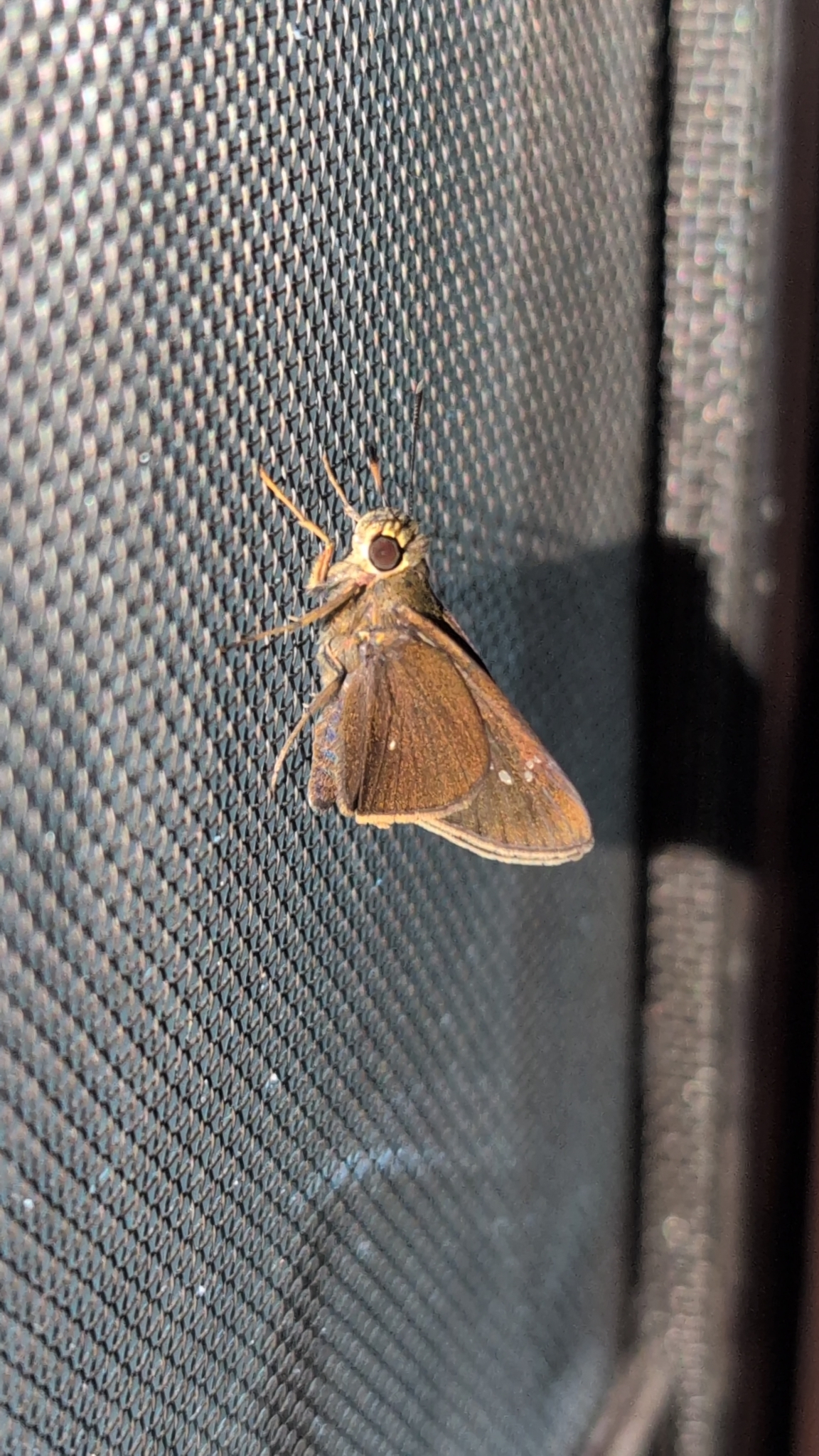 Blank Swift