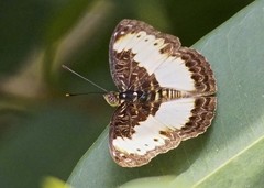 Euptera hirundo