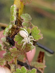 Arachosia praesignis