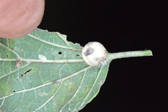 Celticecis pubescens