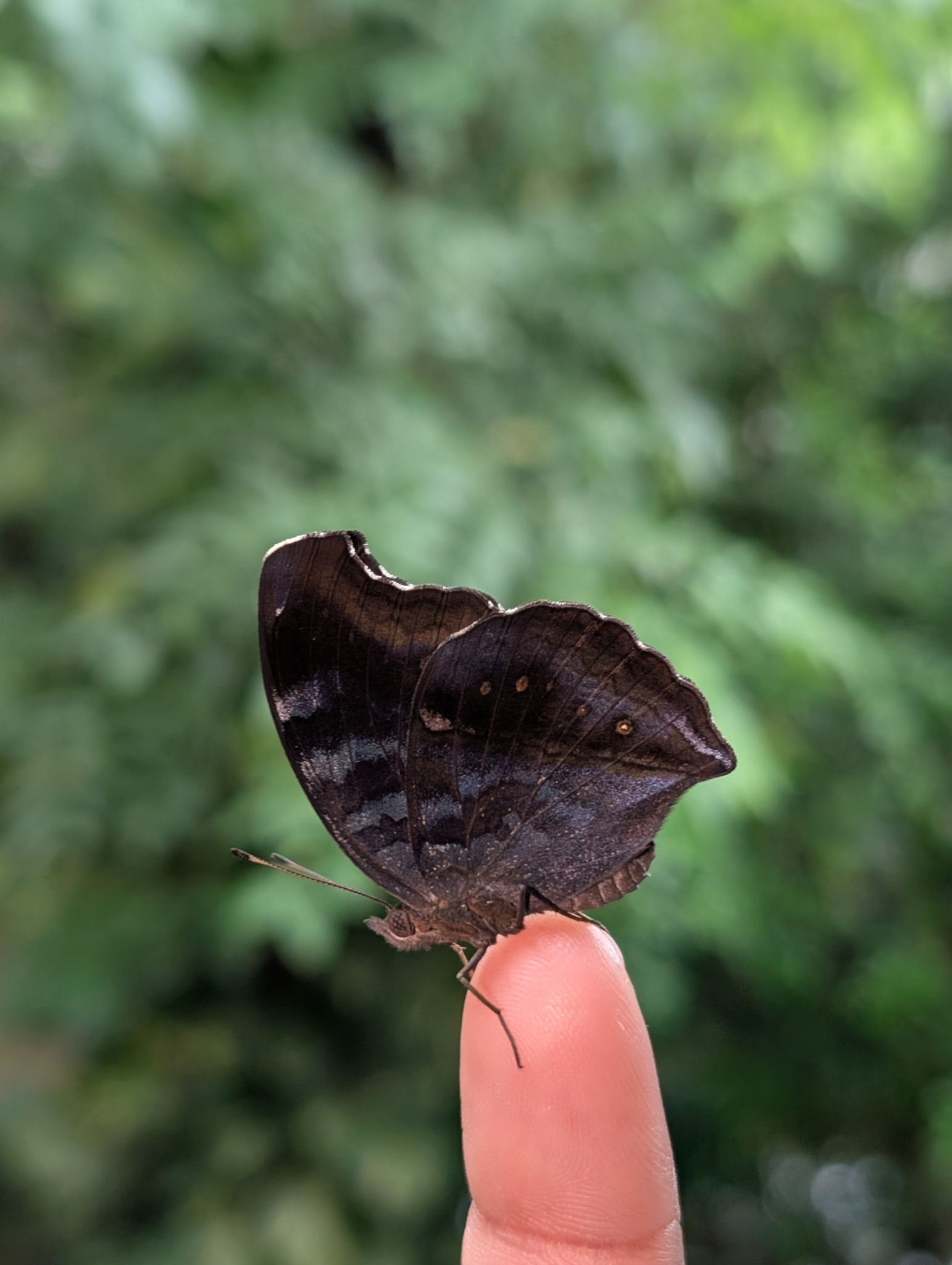 Chocolate Pansy