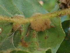 Aceria mackiei