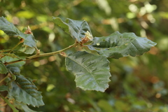 Aceria mackiei