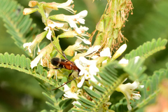 Neocompsa tenuissima