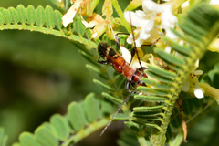 Neocompsa tenuissima