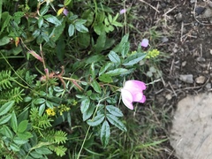 Rosa nitida