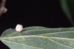 Celticecis pubescens