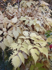 Aruncus sylvester sylvester