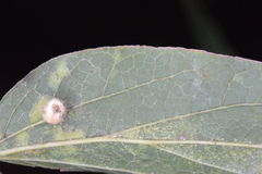 Celticecis pubescens