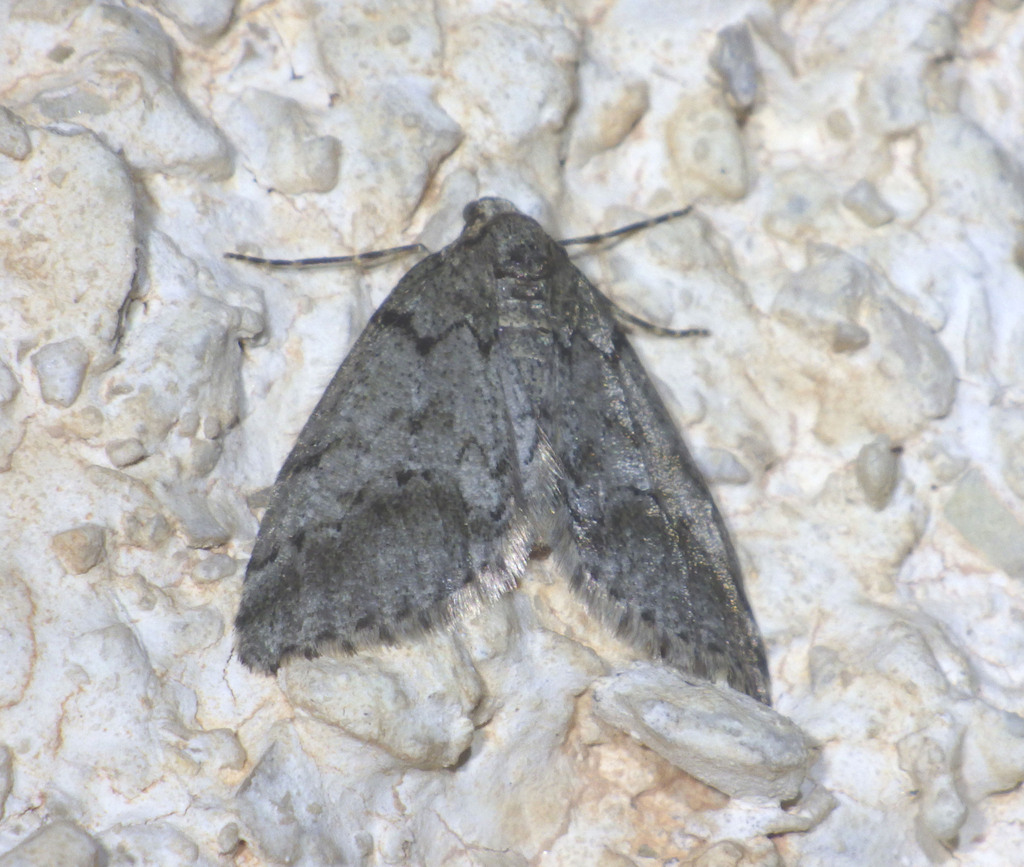 Tephronia codetaria