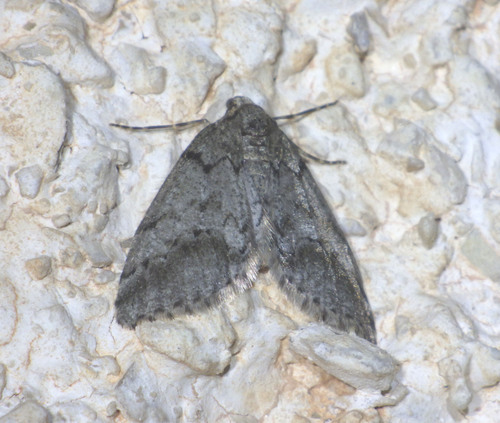 Gymnospile des Genévriers