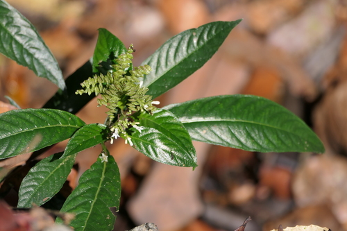 Indian snake root (Ophiorrhiza mungos)