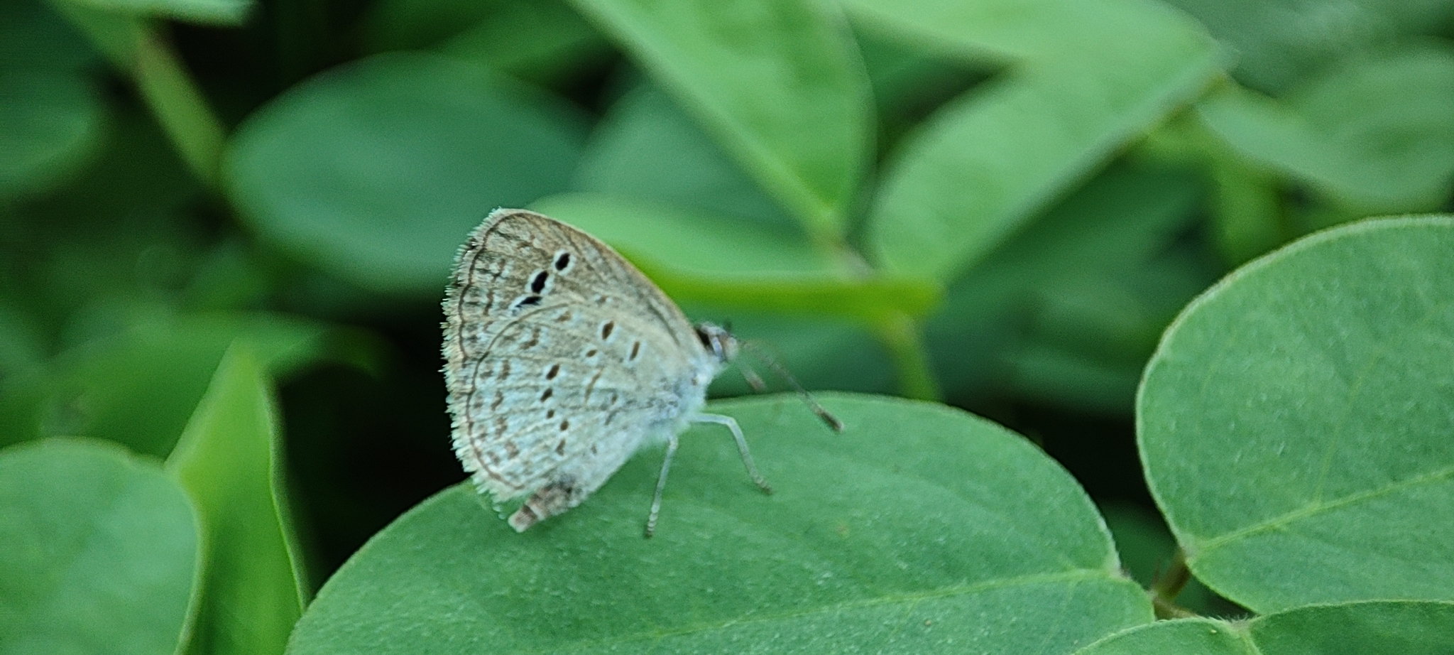 Lesser Grass Blue