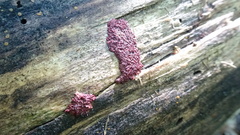 Arcyria stipata