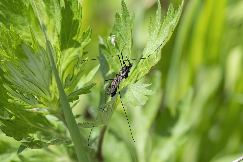 Nephrotoma rossica
