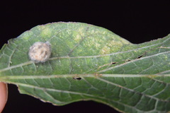 Celticecis pubescens