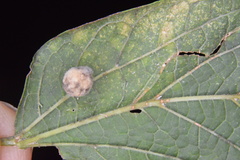 Celticecis pubescens