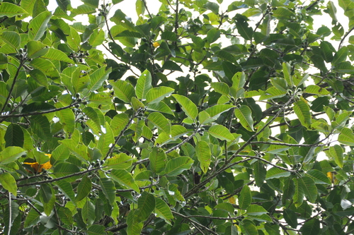 Ficus beddomei (Ficus beddomei)