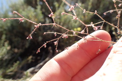 Oxytheca dendroidea dendroidea