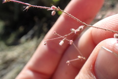 Oxytheca dendroidea dendroidea