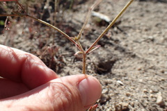 Oxytheca dendroidea dendroidea