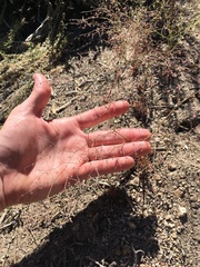 Oxytheca dendroidea dendroidea