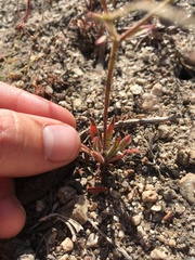 Oxytheca dendroidea dendroidea