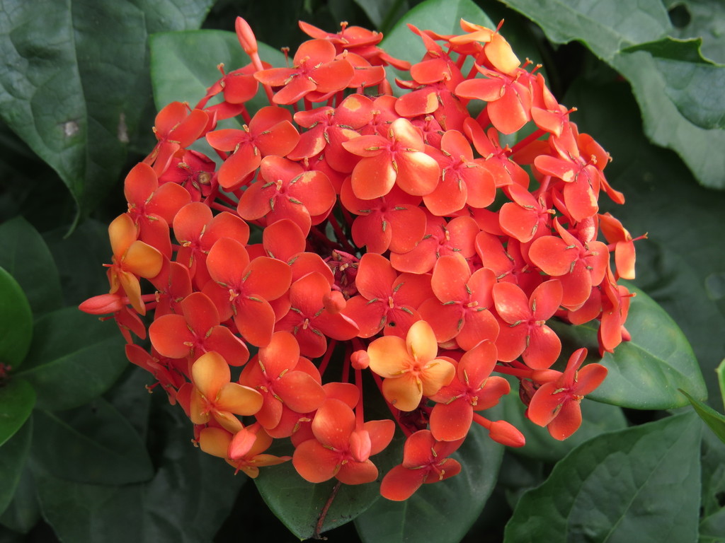 Ixora coccinea, Rio de Janeiro, RJ, Brasil