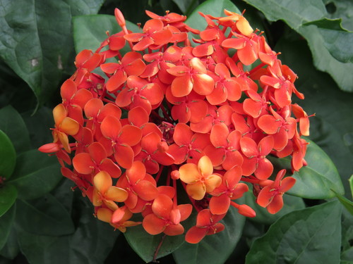 Ixora coccinea