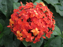 Ixora coccinea coccinea