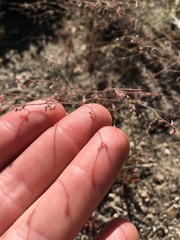 Oxytheca dendroidea dendroidea