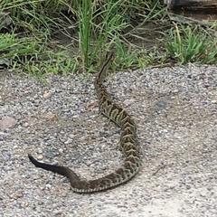 Crotalus simus