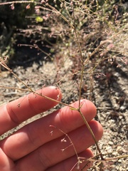 Oxytheca dendroidea dendroidea