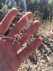 Oxytheca dendroidea dendroidea