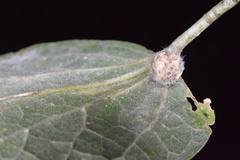 Celticecis pubescens