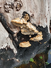 Polyporales