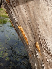 Polyporales